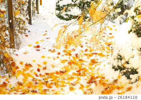 晩秋と新雪のコラボ 26184110