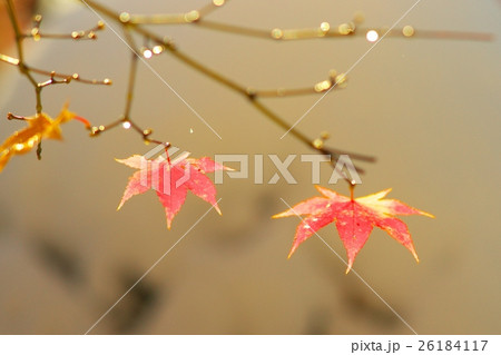晩秋と新雪のコラボ 晩秋と新雪のコラボ 26184117