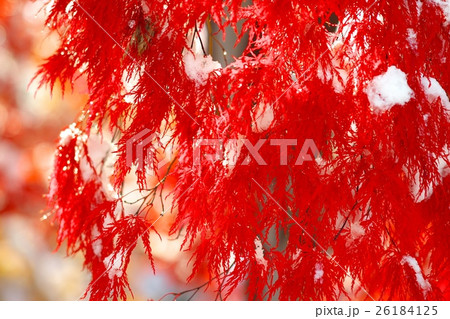 晩秋と新雪のコラボ 晩秋と新雪のコラボ 26184125