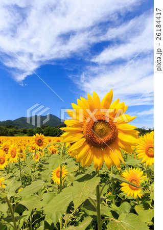 矢巾のひまわり畑 矢巾のひまわり畑 26184417