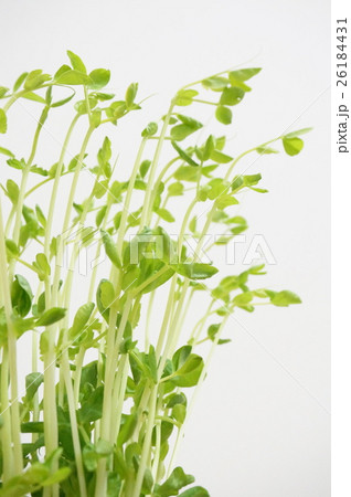 豆苗 豆苗 26184431