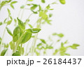 豆苗 26184437