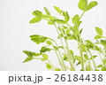 豆苗 26184438