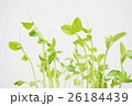 豆苗 26184439