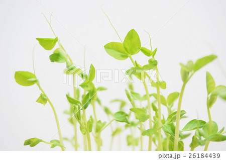豆苗 豆苗 26184439