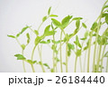 豆苗 26184440
