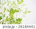 豆苗 26184441