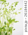 豆苗 26184442