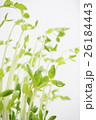 豆苗 26184443