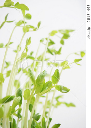 豆苗 豆苗 26184443