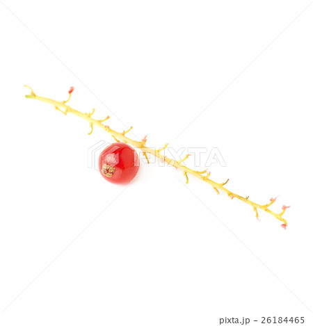 Single berry of Red Currant on branch isolated 26184465