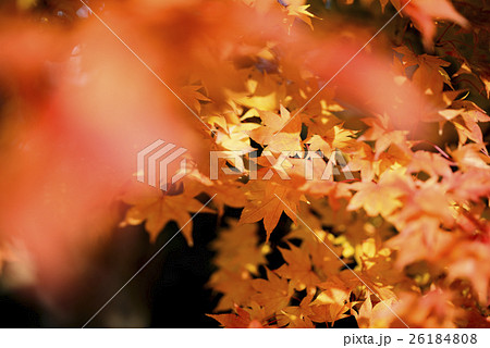 紅葉(+前ぼけ) 紅葉(+前ぼけ) 26184808