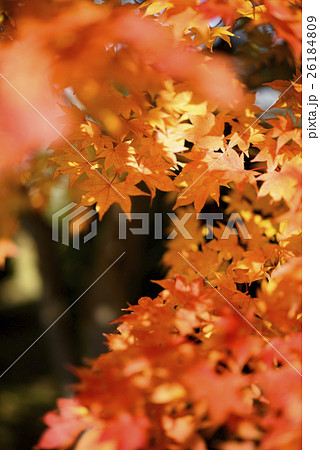 紅葉（+前ぼけ） 26184809