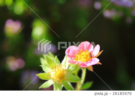 イチゴの花 イチゴの花 26185070