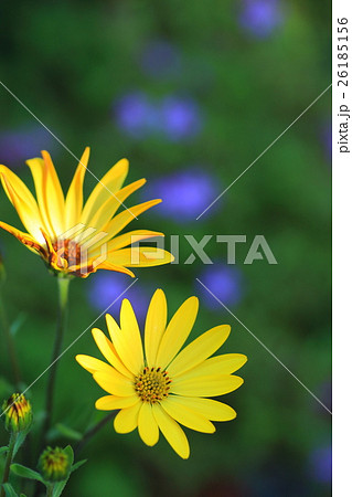 オステオスペルマム オステオスペルマム 26185156