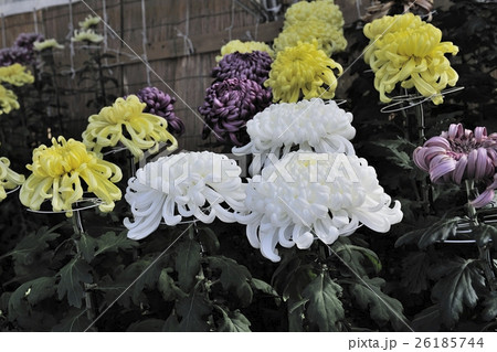 丹誠込めた菊花展の花@大仙公園、堺市 丹誠込めた菊花展の花@大仙公園、堺市 26185744