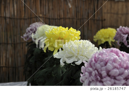 丹誠込めた菊花展の花@大仙公園、堺市 丹誠込めた菊花展の花@大仙公園、堺市 26185747