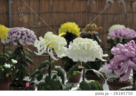 丹誠込めた菊花展の花@大仙公園、堺市 丹誠込めた菊花展の花@大仙公園、堺市 26185750