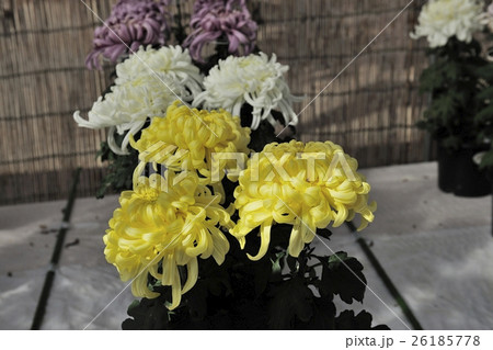 丹誠込めた菊花展の花@大仙公園、堺市 丹誠込めた菊花展の花@大仙公園、堺市 26185778