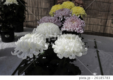 丹誠込めた菊花展の花@大仙公園、堺市 丹誠込めた菊花展の花@大仙公園、堺市 26185783