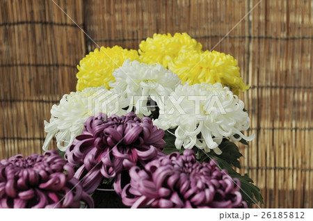 丹誠込めた菊花展の花＠大仙公園、堺市 26185812