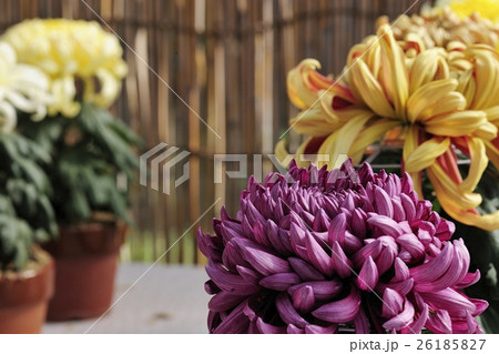 丹誠込めた菊花展の花＠大仙公園、堺市 26185827