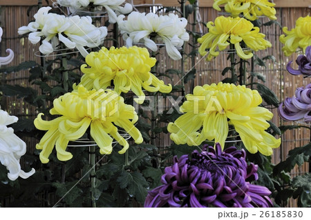 丹誠込めた菊花展の花@大仙公園、堺市 丹誠込めた菊花展の花@大仙公園、堺市 26185830