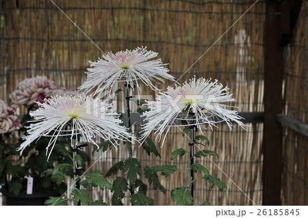 丹誠込めた菊花展の花＠大仙公園、堺市 26185845