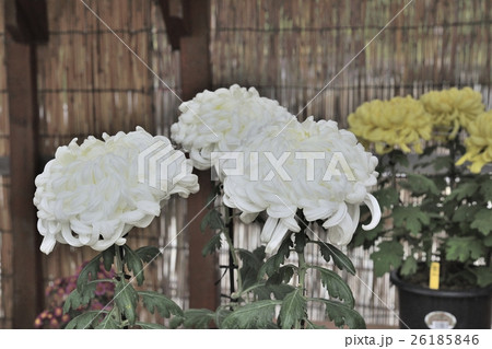 丹誠込めた菊花展の花＠大仙公園、堺市 26185846