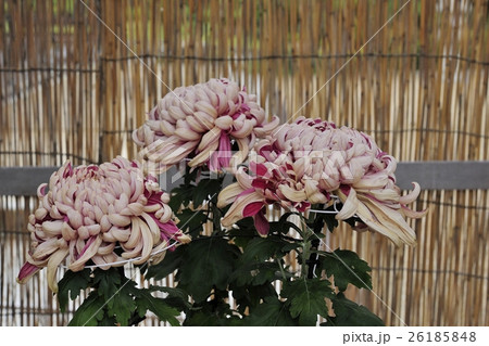 丹誠込めた菊花展の花＠大仙公園、堺市 26185848