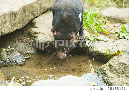 水を飲むタスマニアデビル 水を飲むタスマニアデビル 26186141