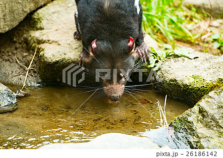 水を飲むタスマニアデビル 水を飲むタスマニアデビル 26186142
