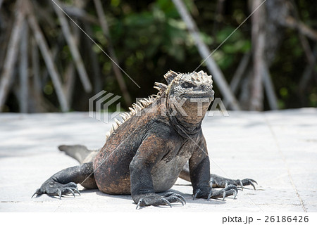 海イグアナ 海イグアナ 26186426