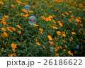 秋桜(サニーオレンジ)とシャボン玉 26186622