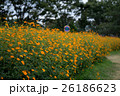 秋桜(サニーオレンジ)とシャボン玉 26186623