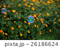 秋桜(サニーオレンジ)とシャボン玉 26186624