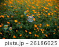秋桜(サニーオレンジ)とシャボン玉 26186625