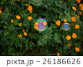 秋桜(サニーオレンジ)とシャボン玉 26186626
