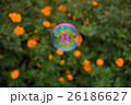 秋桜(サニーオレンジ)とシャボン玉 26186627