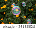 秋桜(サニーオレンジ)とシャボン玉 26186628