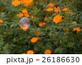 秋桜(サニーオレンジ)とシャボン玉 26186630