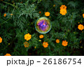 秋桜(サニーオレンジ)とシャボン玉  26186754