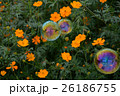 秋桜(サニーオレンジ)とシャボン玉  26186755