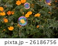 秋桜(サニーオレンジ)とシャボン玉  26186756