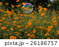 秋桜(サニーオレンジ)とシャボン玉  26186757