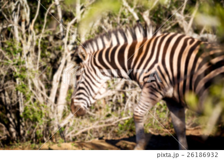 in south africa     wildlife  nature    26186932