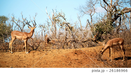 wild impala in the winter bush wild impala in the winter bush 26186966
