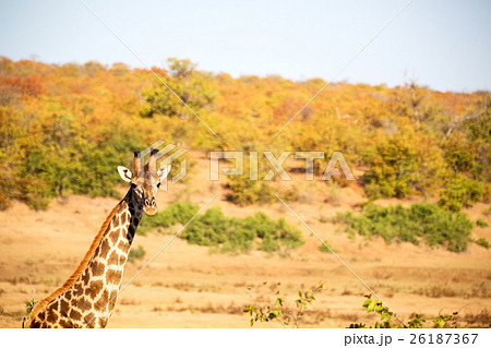 in south africa wildlife reserve and in south africa wildlife reserve and 26187367