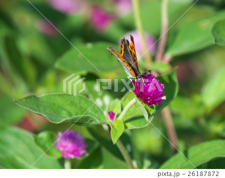 ベニシジミ紫色の花 26187872