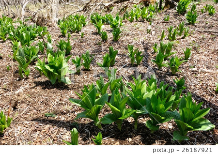 オオバイケイソウの若葉育つ オオバイケイソウの若葉育つ 26187921